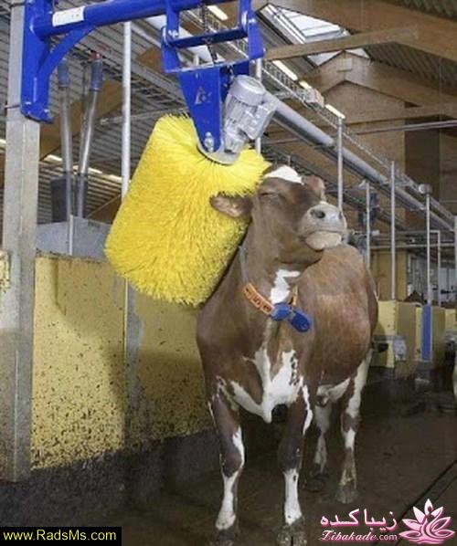 عکس لو رفته..